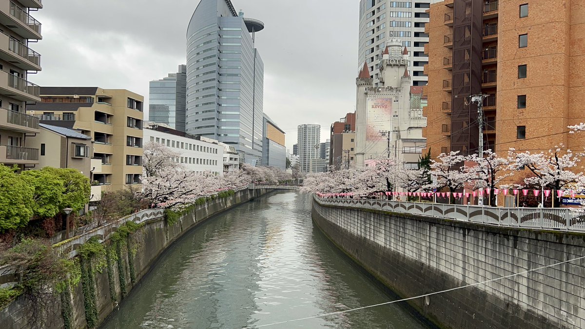 ryujimomooka's tweet photo. 4月4日(日) 目黒寄生虫館に行ってきたよ。
写真はフタゴムシという寄生虫で（撮影OK）、「一目惚れした相手と融合して添い遂げる」「引き離すと死ぬ」「二人じゃないと成長できない」「恋人と繋がった姿は蝶の様」「コイに寄生する」等、設定盛りすぎな生物です。 https://t.co/nhBgz0ZRiN