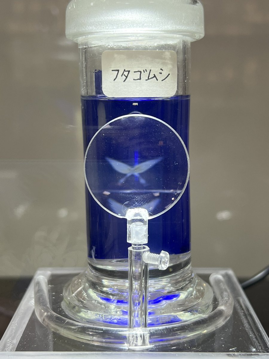 ryujimomooka's tweet photo. 4月4日(日) 目黒寄生虫館に行ってきたよ。
写真はフタゴムシという寄生虫で（撮影OK）、「一目惚れした相手と融合して添い遂げる」「引き離すと死ぬ」「二人じゃないと成長できない」「恋人と繋がった姿は蝶の様」「コイに寄生する」等、設定盛りすぎな生物です。 https://t.co/nhBgz0ZRiN