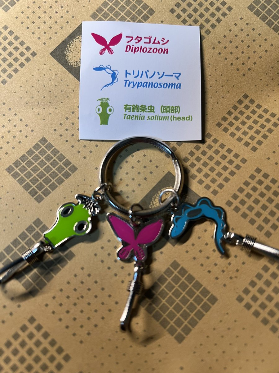 ryujimomooka's tweet photo. 4月4日(日) 目黒寄生虫館に行ってきたよ。
写真はフタゴムシという寄生虫で（撮影OK）、「一目惚れした相手と融合して添い遂げる」「引き離すと死ぬ」「二人じゃないと成長できない」「恋人と繋がった姿は蝶の様」「コイに寄生する」等、設定盛りすぎな生物です。 https://t.co/nhBgz0ZRiN