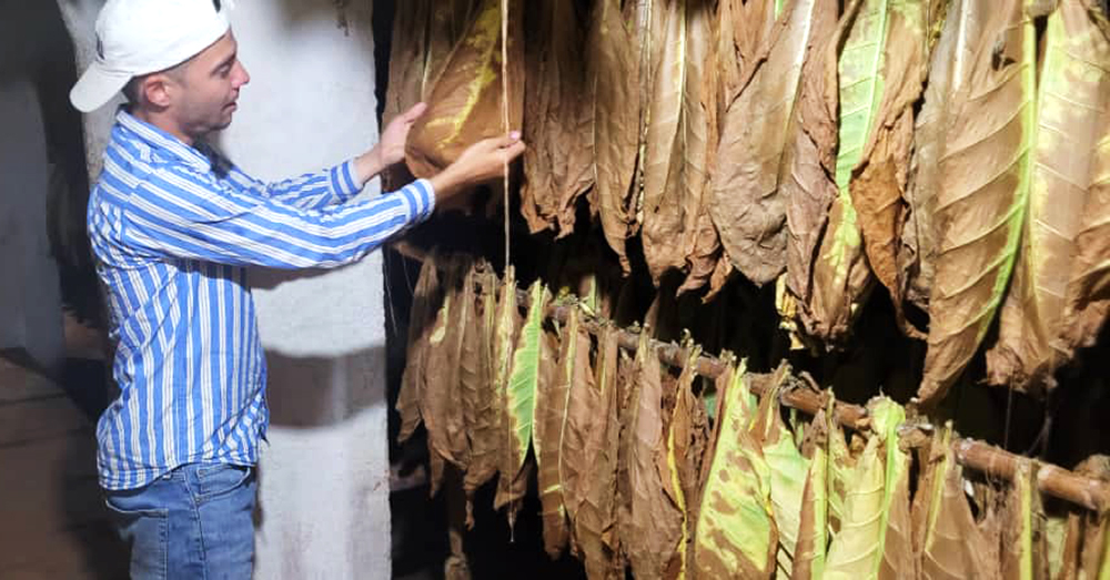"Todo alrededor del tabaco es especial, es nuestras raíces, la historia y su producción significa un gran aporte a la economía", asegura Alejandro Concepción Macías es uno de los 1 213 jóvenes «atrapados» por la aromática hoja en #ArtemisaJuntosSomosMás.
#MisManosPorCuba