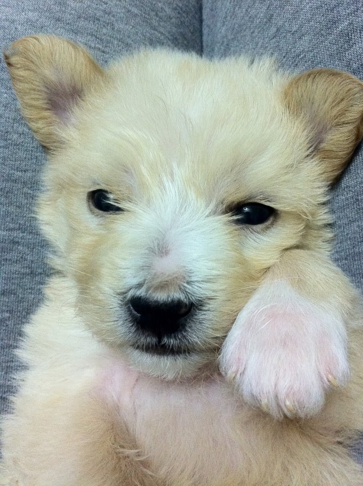 angeliki poulimenou tweet media