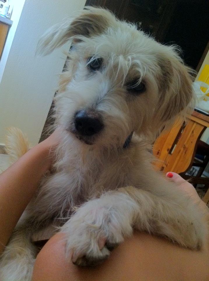 angeliki poulimenou tweet media