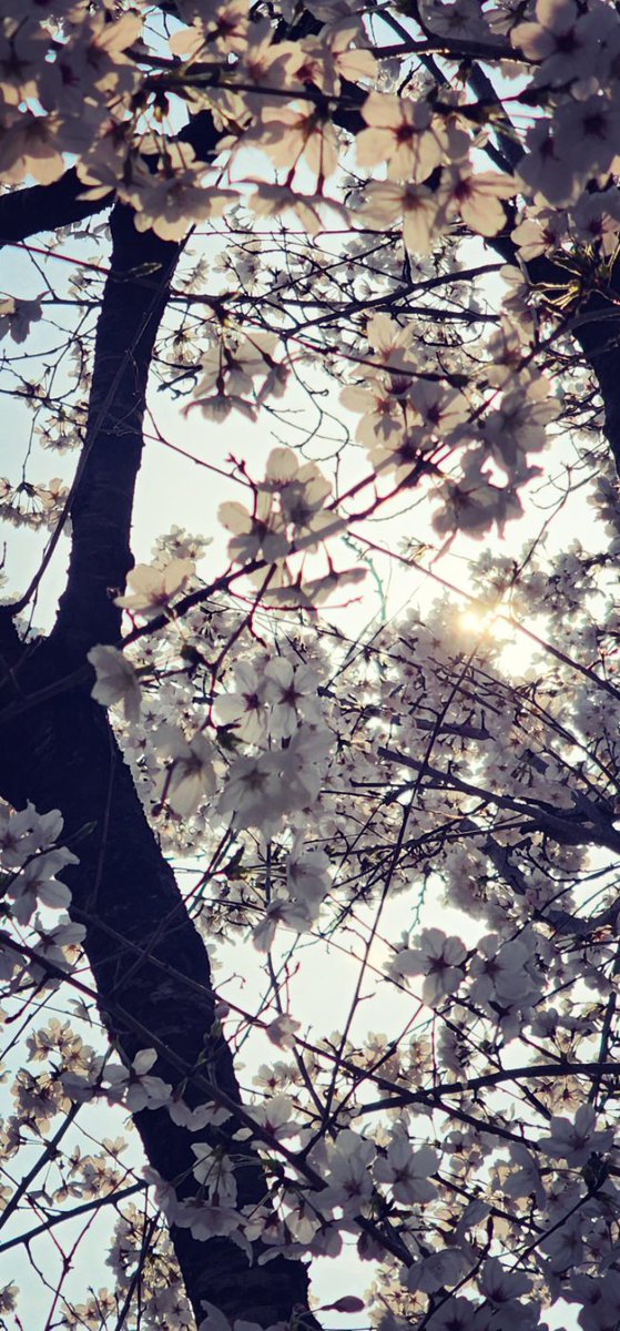 bbbbbbb37098792's tweet photo. 매년 예쁨이
반짝 스쳐지나가
언능 담아두기는 했지만

아차
조금 더 내 눈에 담아둘껄
지나고보니 조금 아숩😔
#또봄 #벚꽃 #🌸 https://t.co/mg5T4k3kSA