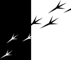 からす tweet media