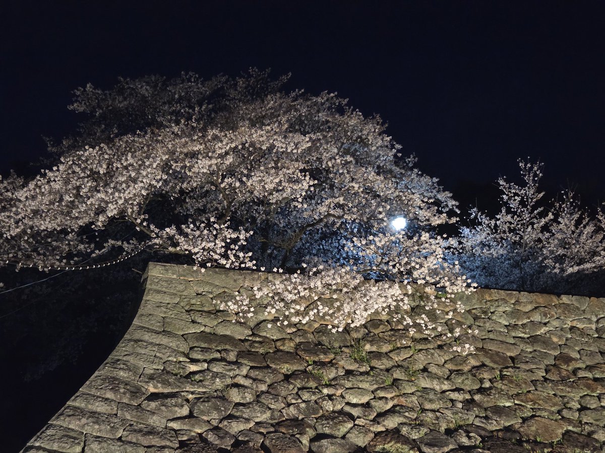 02Singo17ya's tweet photo. 鳥取城🏯夜桜綺麗だった～😆 https://t.co/NFwoKhajvh