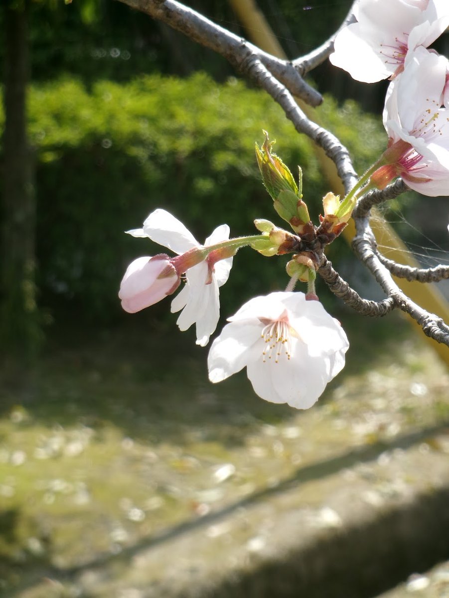 k___ida's tweet photo. みんなで花見🌸 https://t.co/0SH0ITgipZ