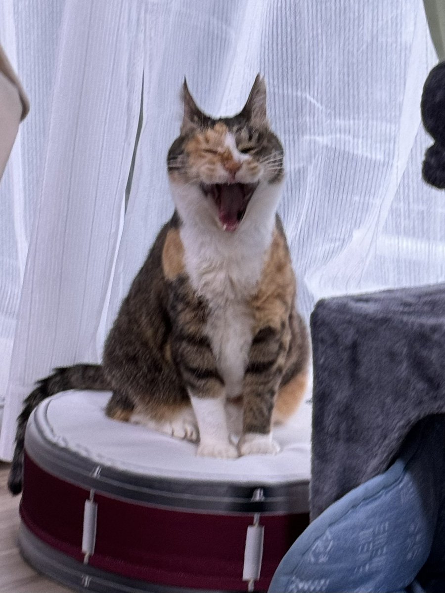 だこちて tweet media