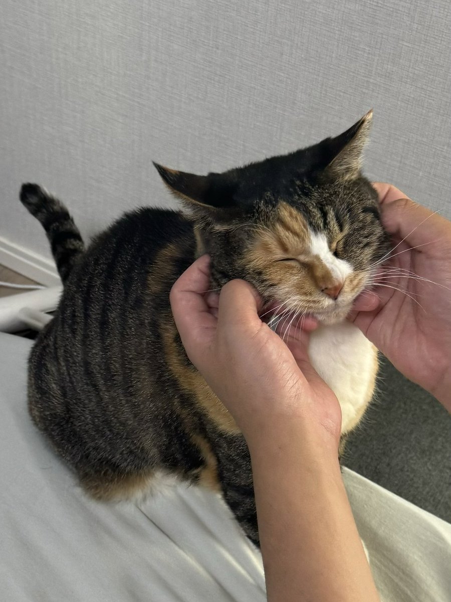 だこちて tweet media