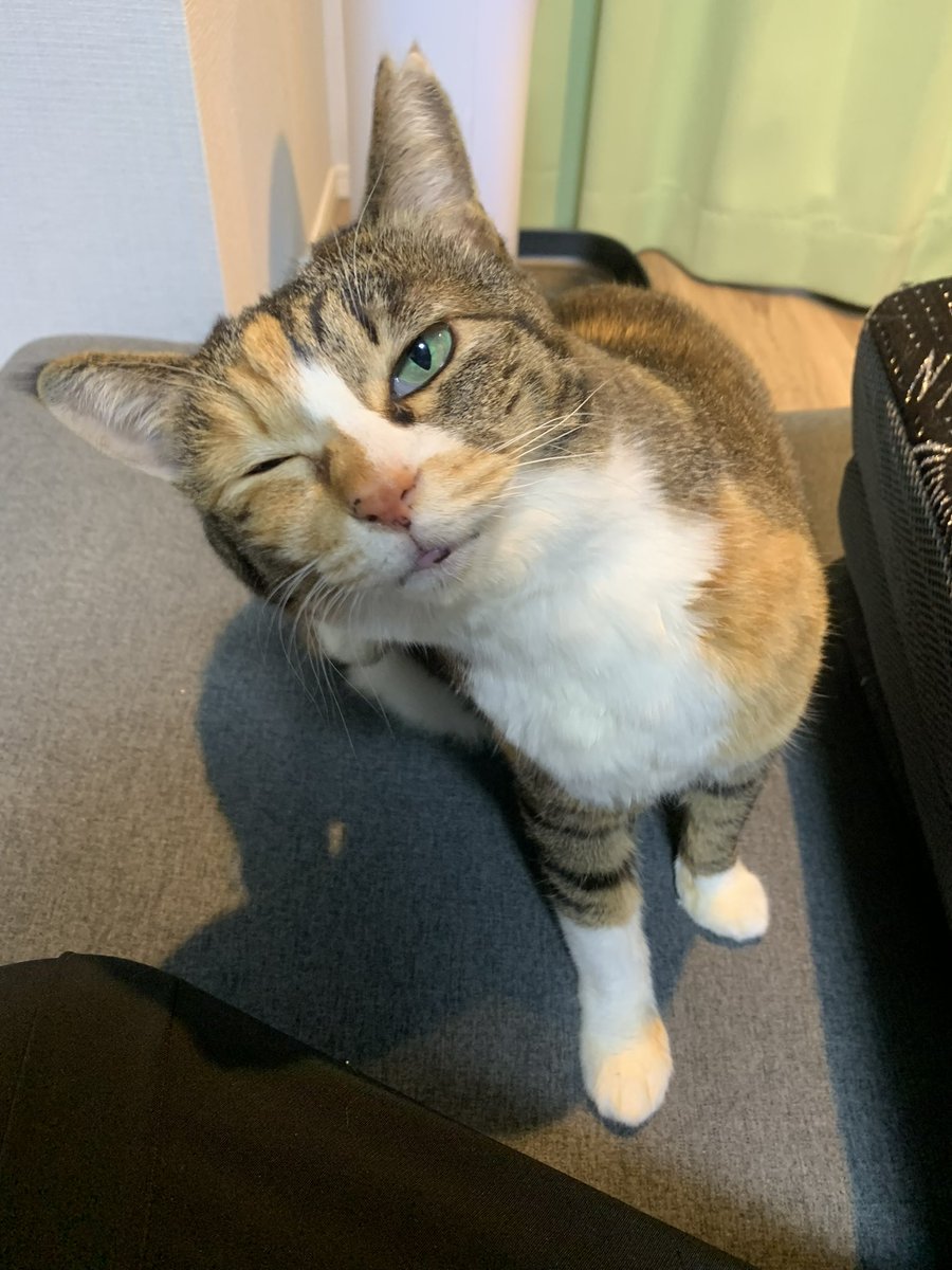 だこちて tweet media