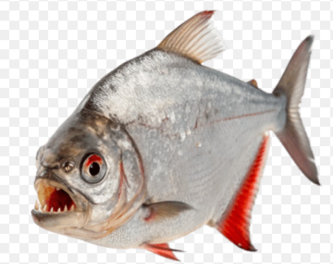 Peperlander tweet media