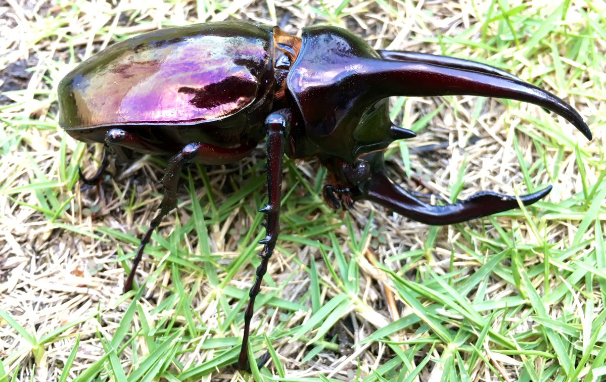 ビソン🐞 tweet media