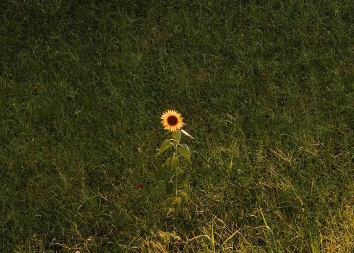 لوعة الجَوى / Lst Light óf the sun tweet media