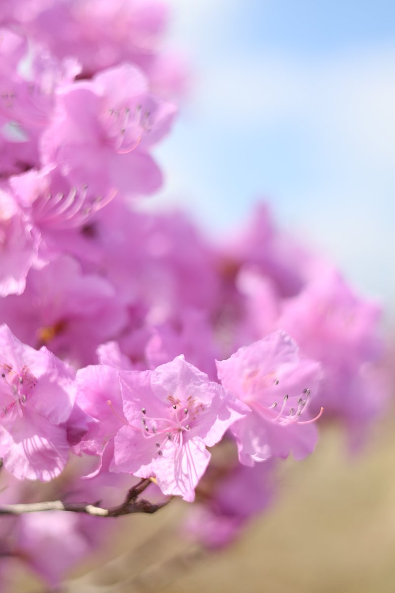 너무 예뻣던 진달래들🌸🩷
내년엔 좀 더 차분히 사진찍어오고싶다😂