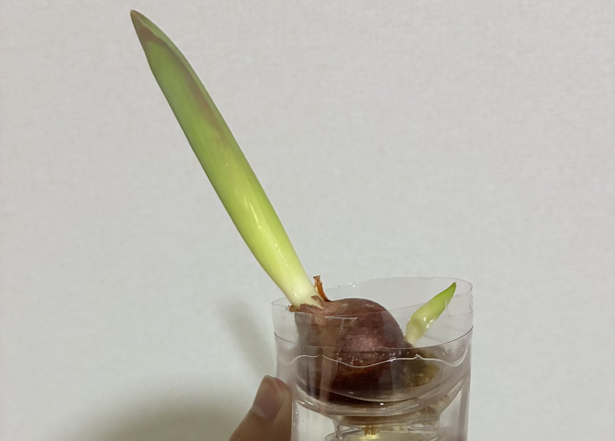 ちこりー@穴熊暮らし tweet media