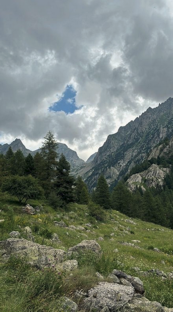 Where the forest climbs into the clouds