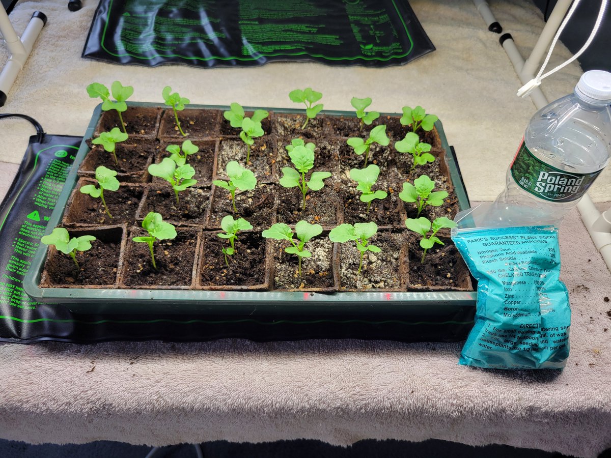 Vincent Cogliano Jr tweet media