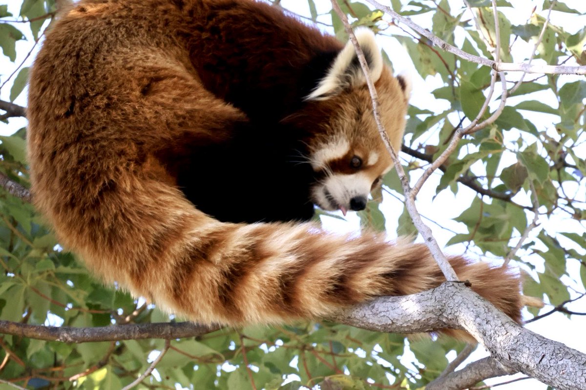 ジャズくん
あんまり詳しくはわからないけど、心配しています
ビックリしちゃったかな
体調に影響がないことを祈っています。
また元気な姿を見せて欲しいから、無理なくおやすみしてね🙏

#ジャズ
#レッサーパンダ
#王子動物園

2026.1.12撮影