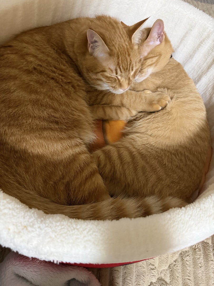 CoupsGyugyu's tweet photo. @fukuroupiyopiyo ちくわ♂ときなこ♀ですー https://t.co/yMxQ9ocbbd