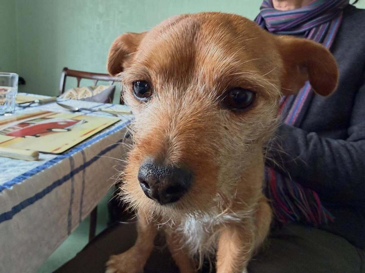 Timothy_Hughes's tweet image. Carlos the dog #dog #doglife #dogsofinstagram #dogsofinsta #dogs instagr.am/p/DWthV7MiFiH/