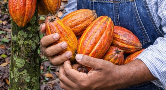 Descorides tweet media