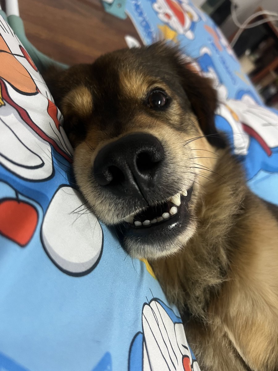 𝐅𝐈𝐑𝐒𝐓 𝐌𝐮𝐧𝐜𝐡𝐤𝐢𝐧. ₍ᐢ..ᐢ₎ tweet media