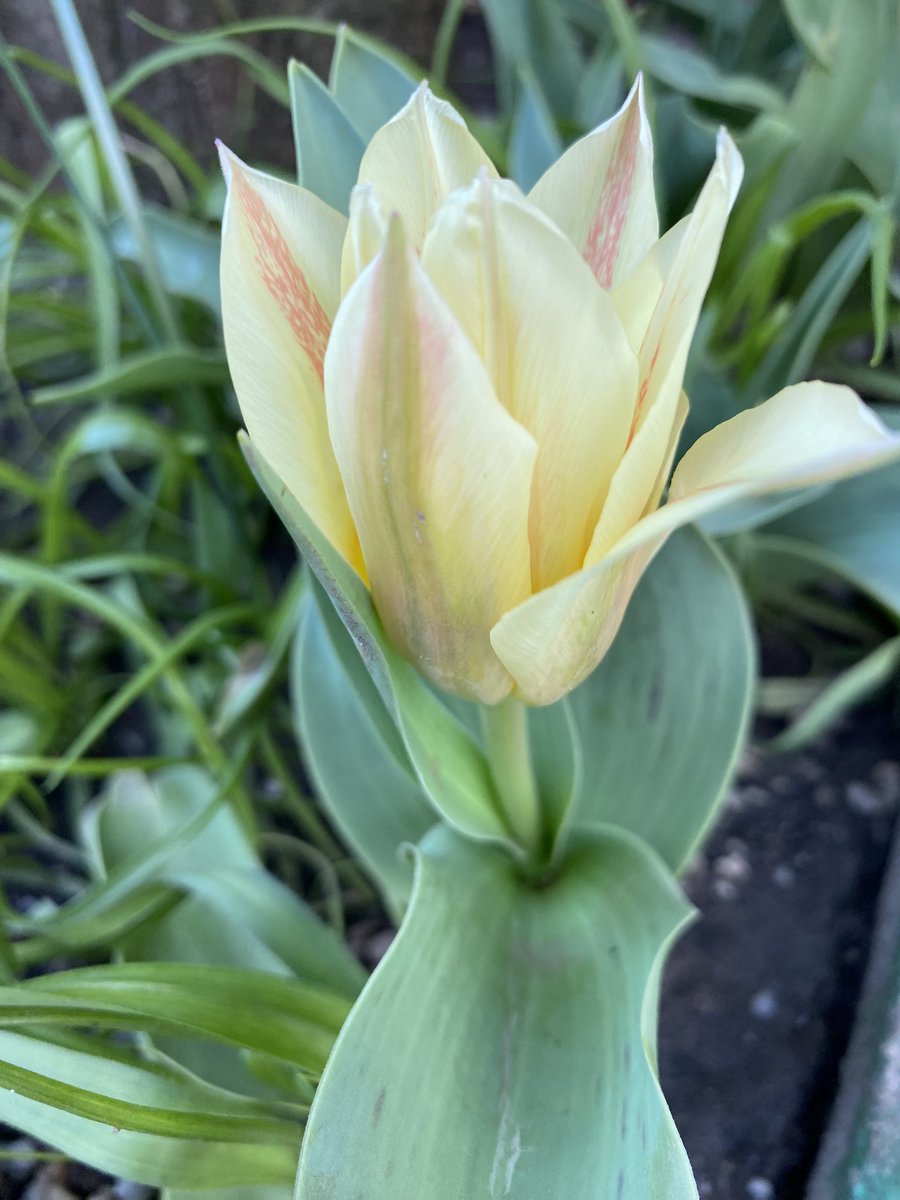 βlue / Ioana tweet media