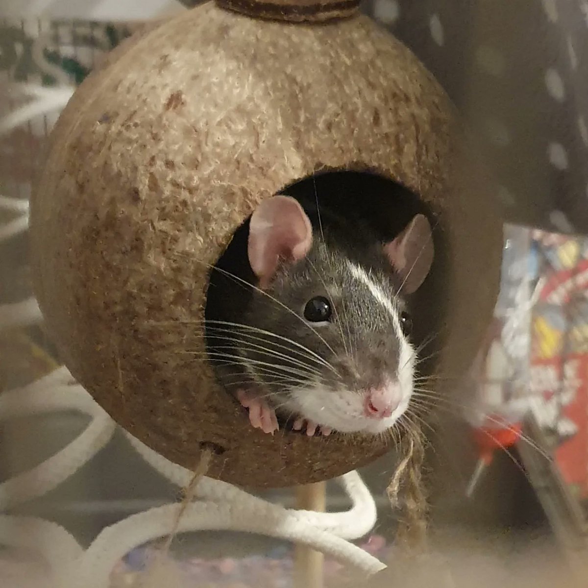 Scooliopi's tweet photo. It's world rat day so here were my girls, I miss them so much ♥️ https://t.co/FL2l22PfSs