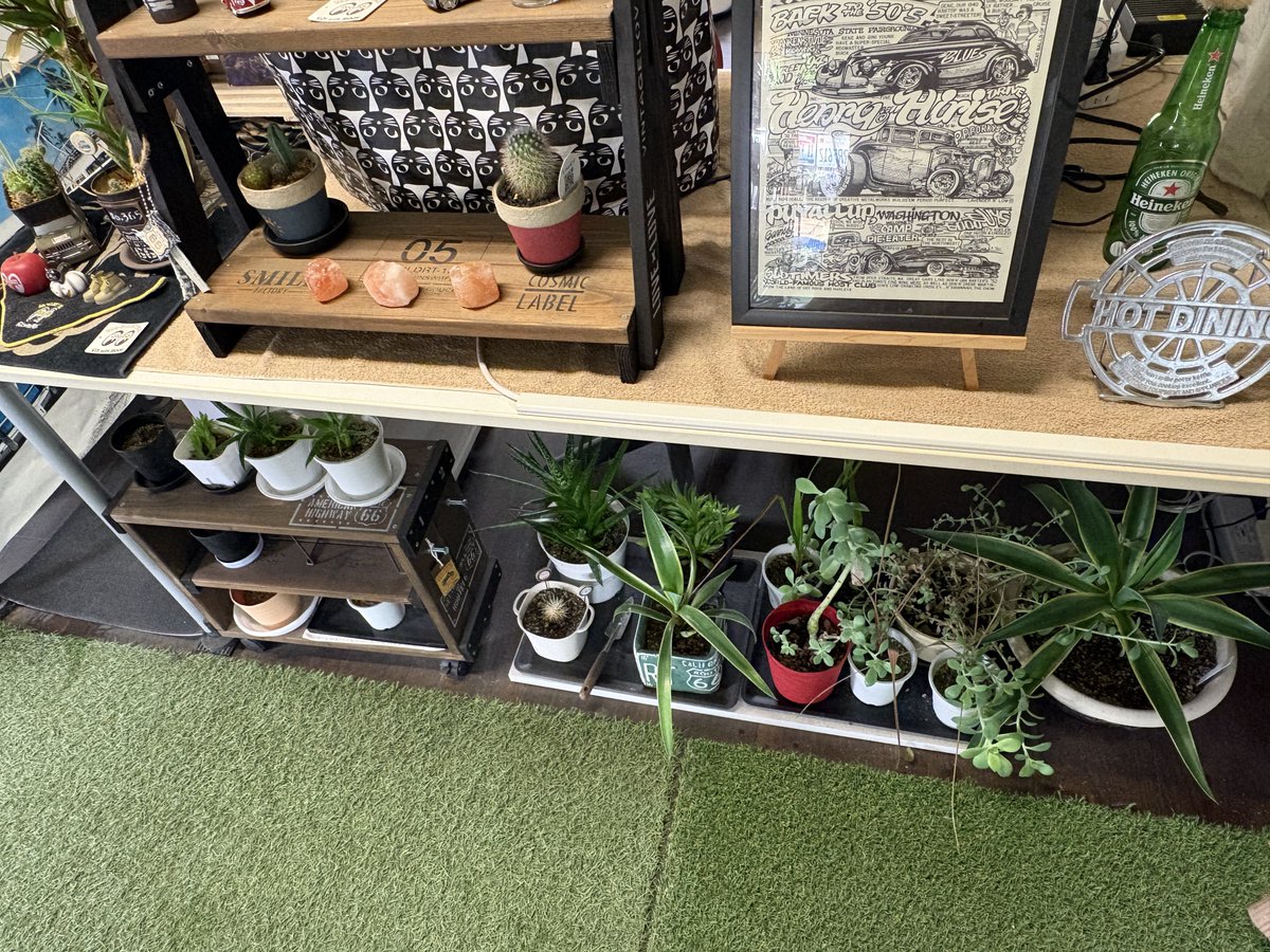 やる事ありすぎて半年以上まともに植物遊び出来てないんよね🙃

水やりも室内だと45分位かかる🫠

約28L位の水

あげても買わずとも増え続けるのでエンドレス🔁

んー

疲れたからもう今日は帰ろ

昨日は流れ星見たんだよね

一瞬だから願い事言う時間無いよね🤣

なので言えれば願いが叶うという事？