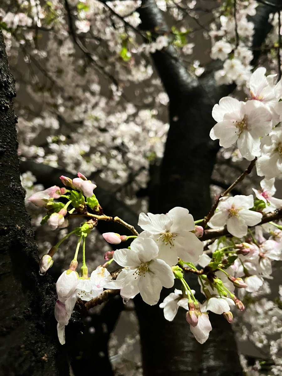 みつき tweet media