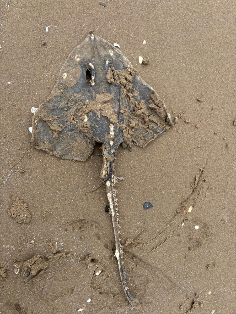 sunset_waterloo's tweet photo. Sting ray on #Crosby beach 🌊 https://t.co/EdI2M0o31s