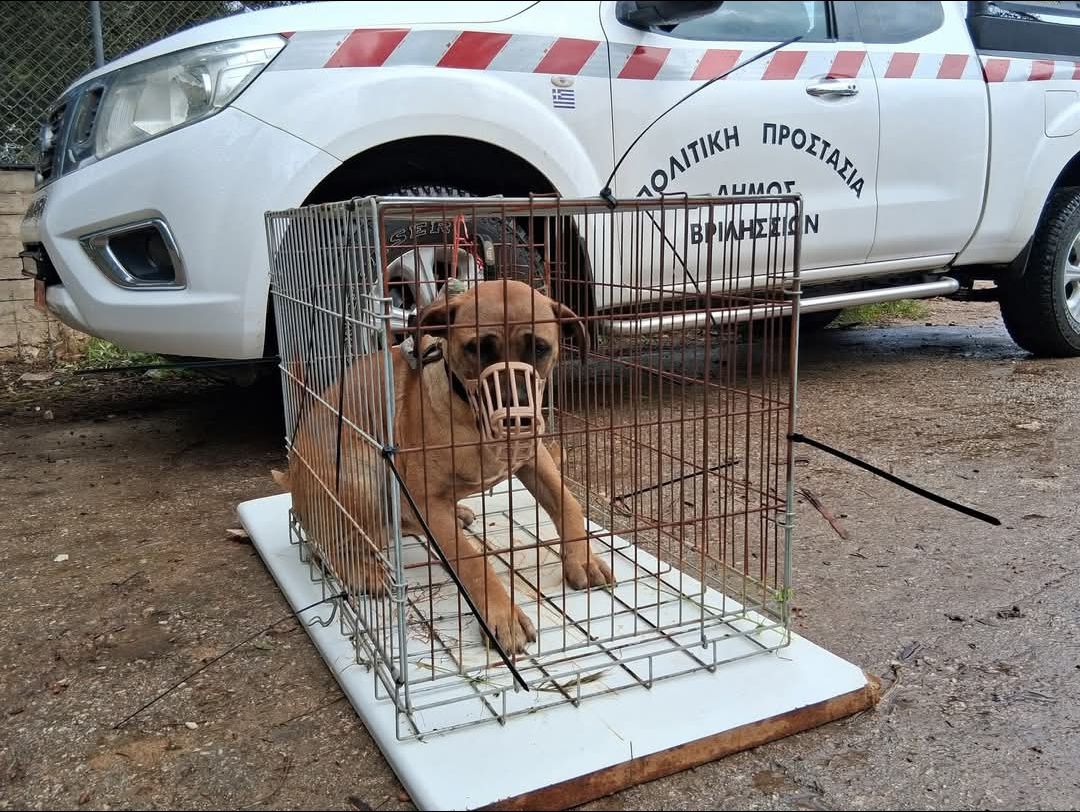 zoosos.gr tweet media