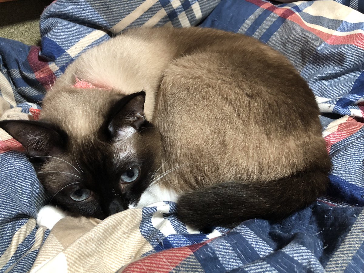 おもちの足跡🐾 tweet media