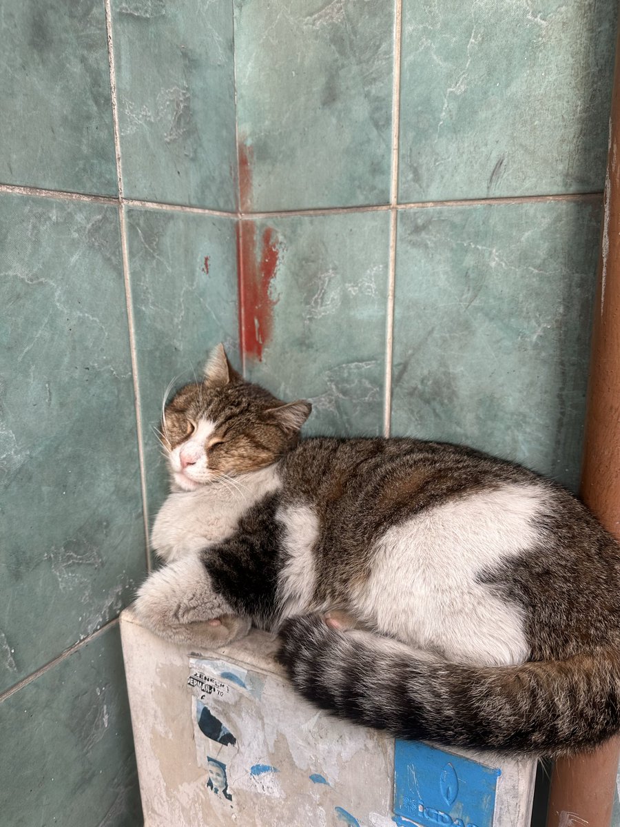 hatice çağlar tweet media