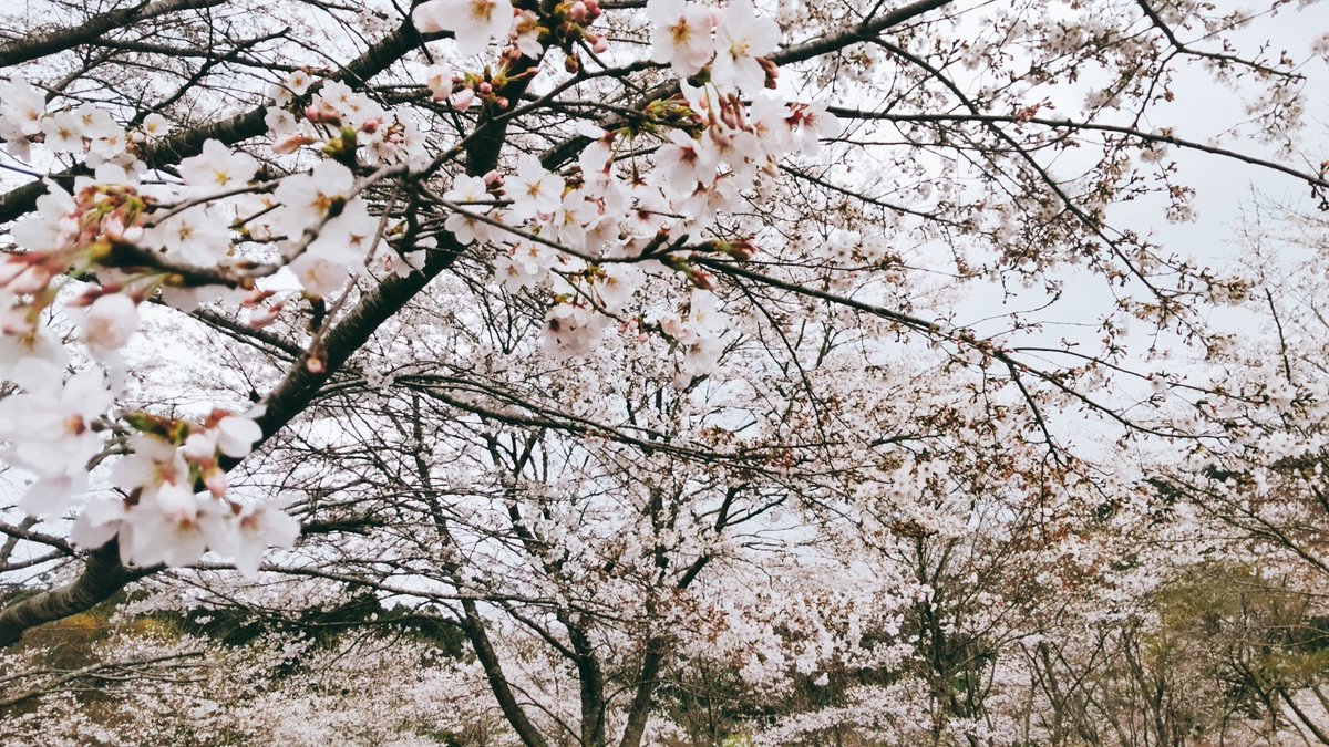 🌸ᐠ( ᐛ )ᐟ🌸！