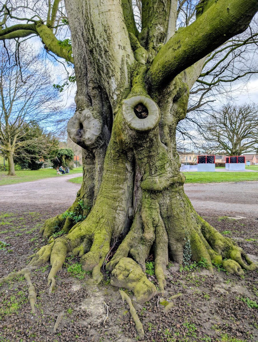 Papadopoli60571's tweet image. #trees