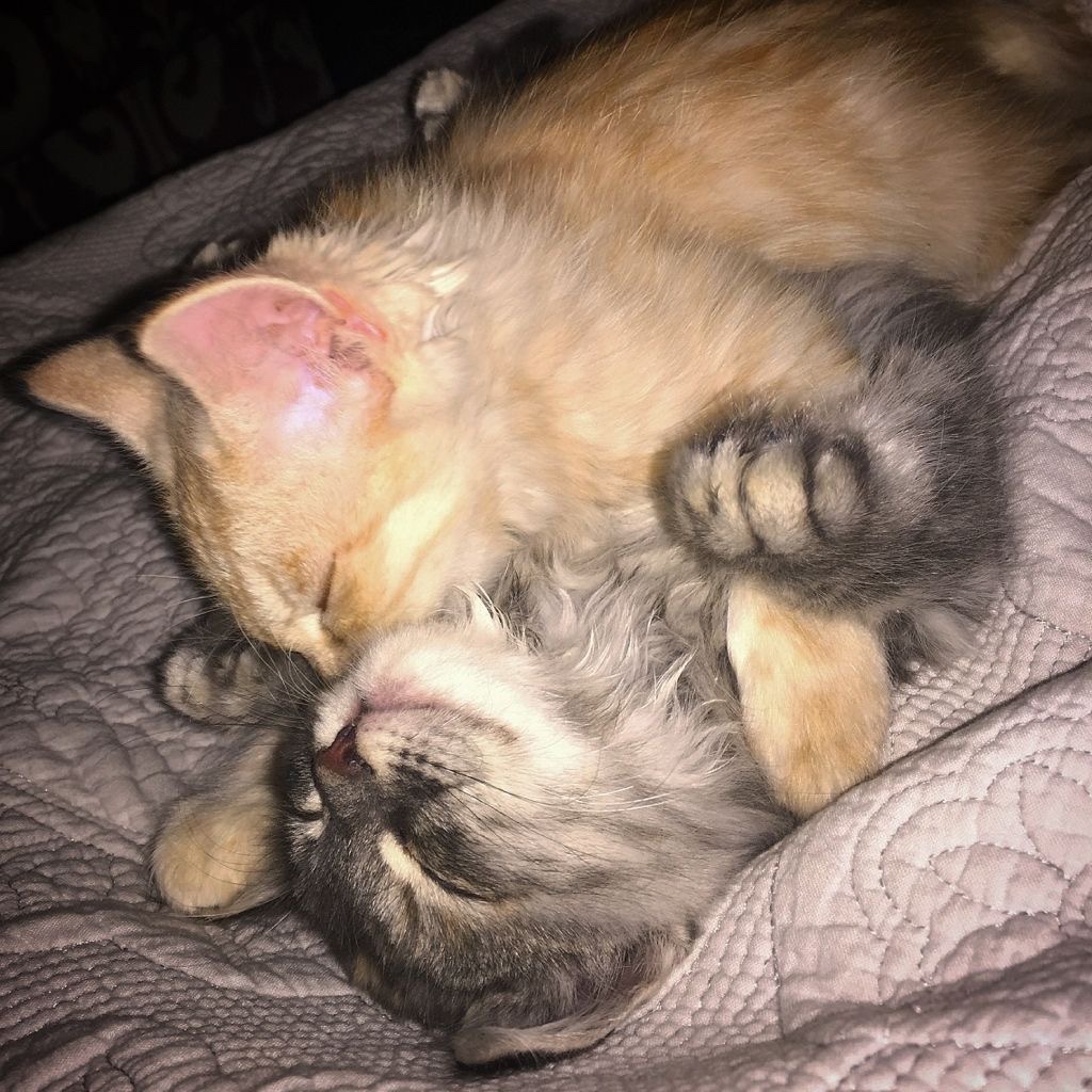 daily cats ♡ tweet media