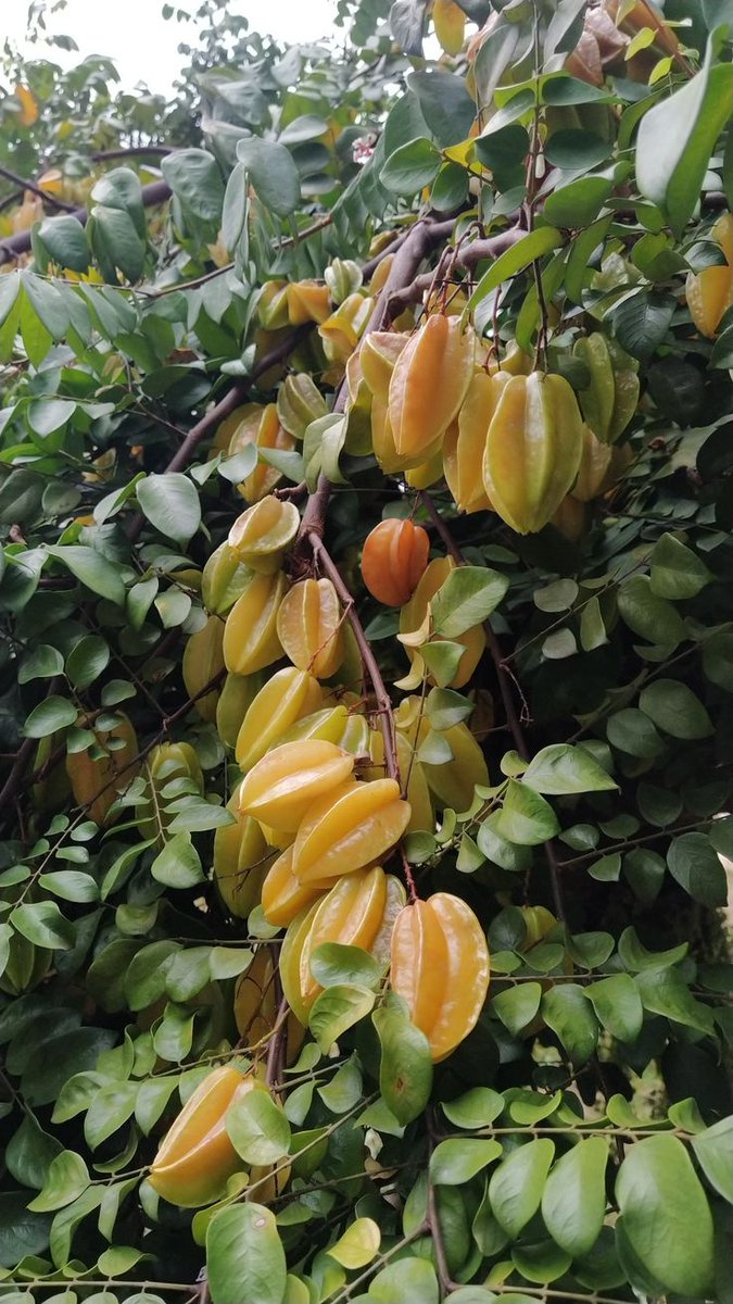 Williams tweet media