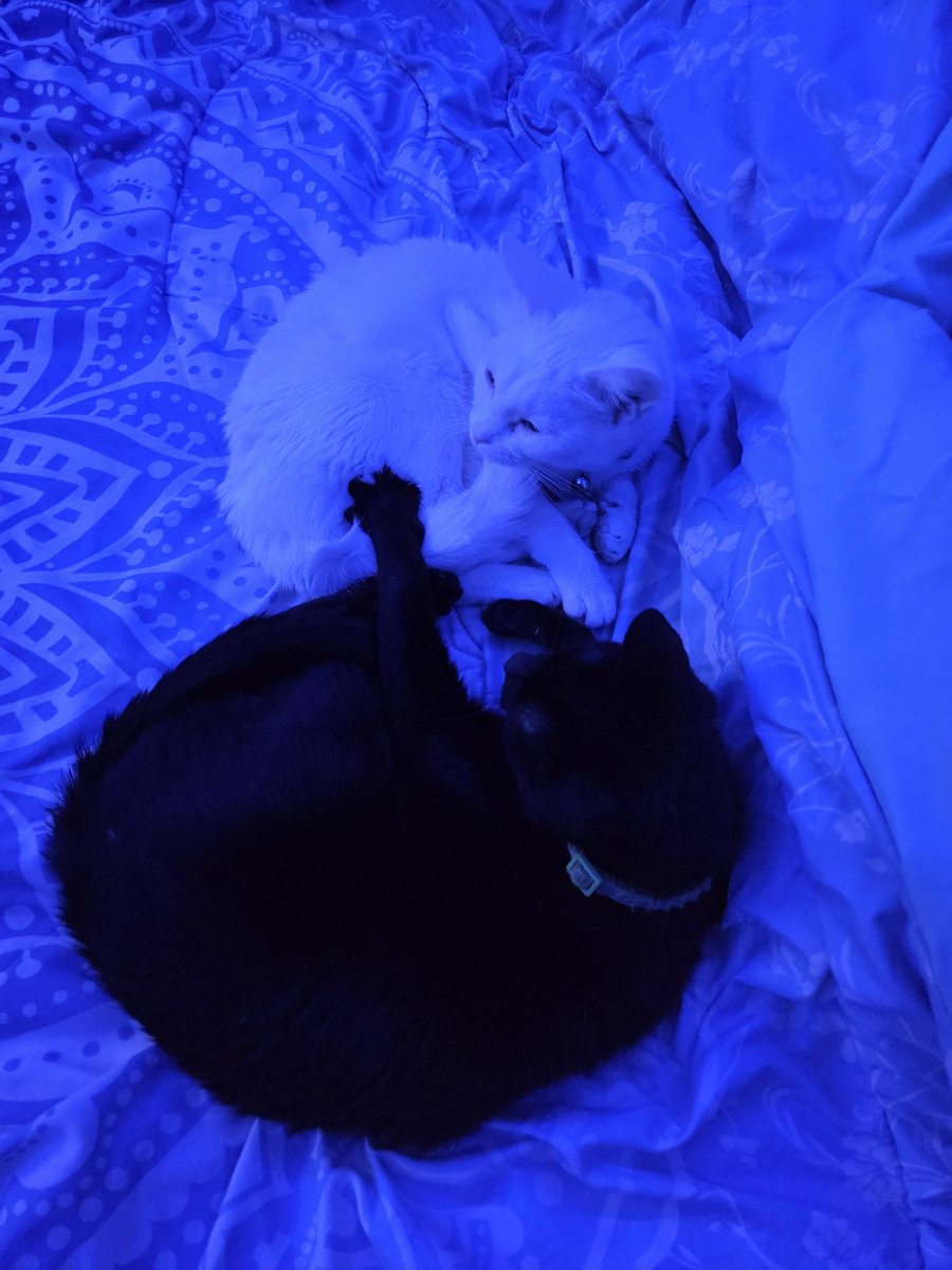 The Shiny Shack tweet media