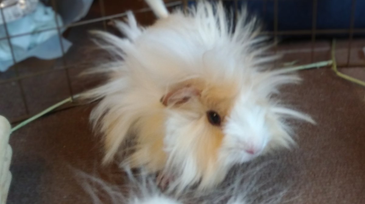 にんず(もや🌈・みけ🌈・める🌈・まぐ🌈・むく🌈・モイラ・ミモラ・ムム) tweet media