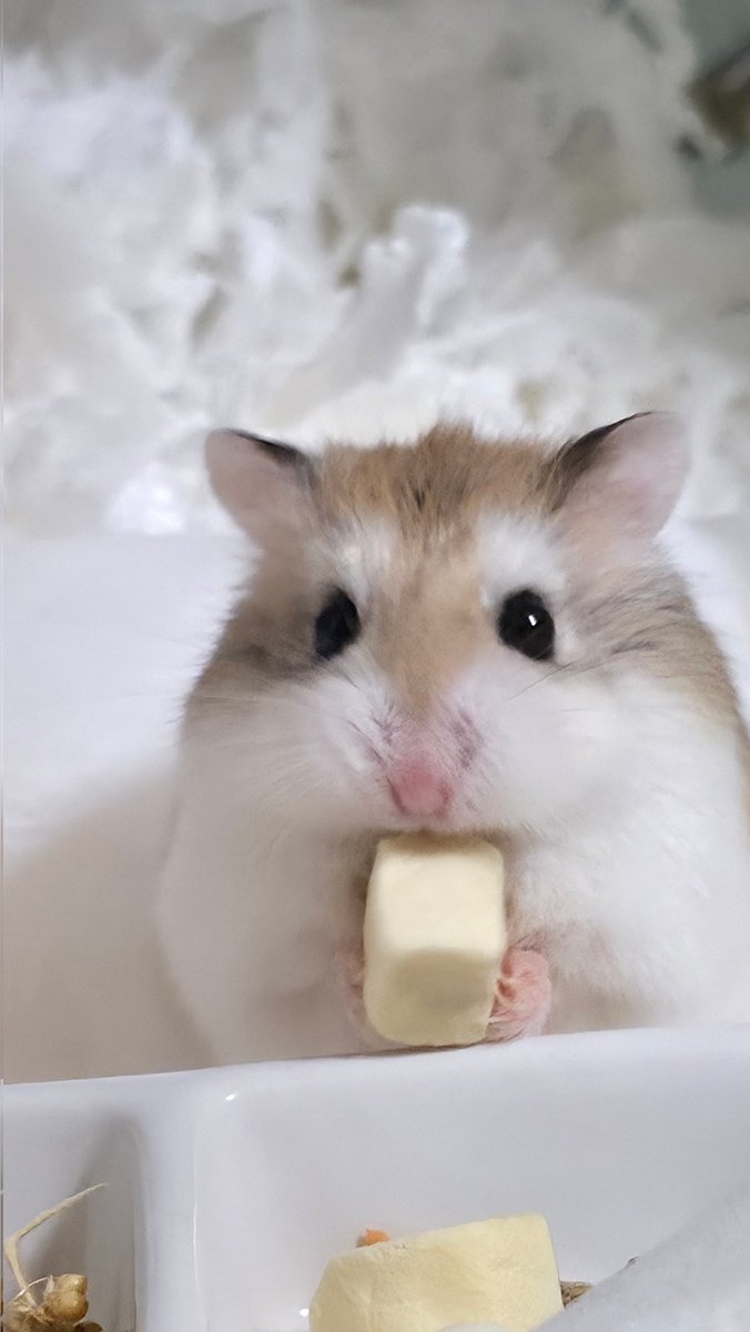 ham_record tweet media