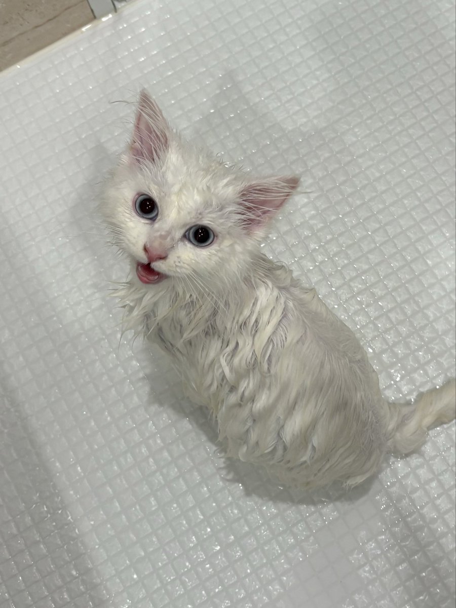 るあ(サイベリアン) tweet media