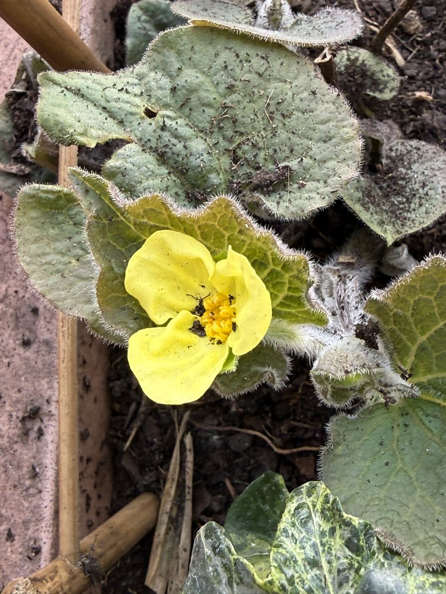 alaindelavie's tweet image. Fidèle au rendez-vous dès le début du printemps, Saruma henryi, plante vivace aux délicates petites fleurs simples jaune primevère. Je ne sais plus depuis combien d’années il refleurit sur mon balcon mais je l’aime toujours autant #fleurs #balcon #printemps #Avril #plantevivace