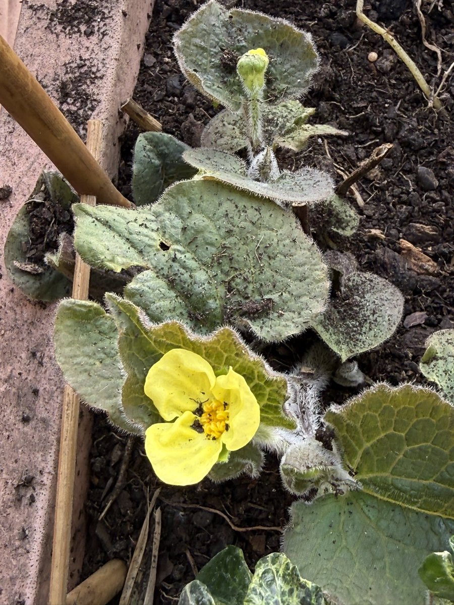 alaindelavie's tweet image. Fidèle au rendez-vous dès le début du printemps, Saruma henryi, plante vivace aux délicates petites fleurs simples jaune primevère. Je ne sais plus depuis combien d’années il refleurit sur mon balcon mais je l’aime toujours autant #fleurs #balcon #printemps #Avril #plantevivace