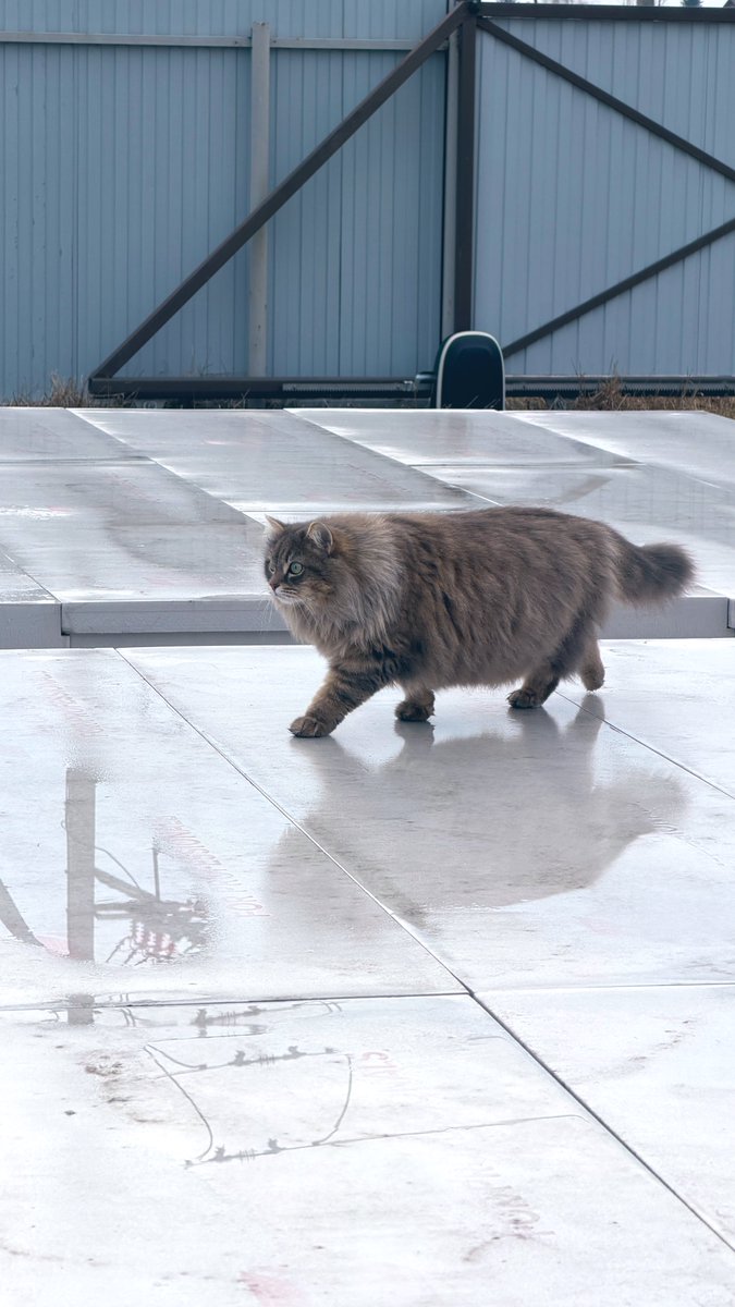 tuliviki tweet media