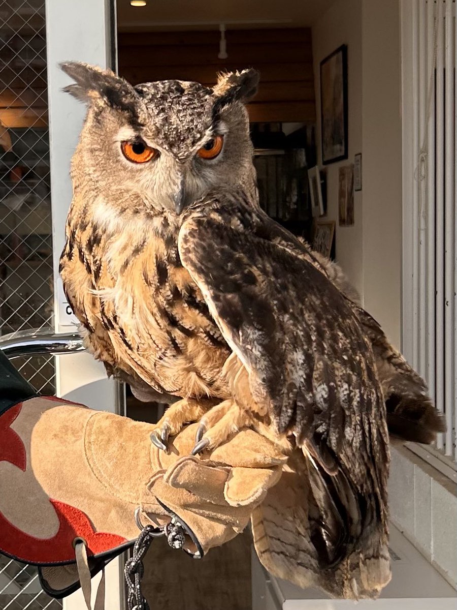 ユーラシアワシミミズクの剥製 約60cm ユーラシアワシミミズク ♂ 35万税込大特価にて販売中です！