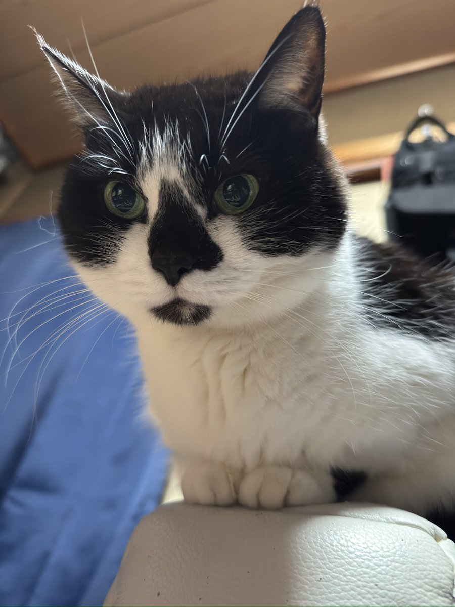 🥃🐈‍⬛猫とウイスキー🐈‍⬛🥃 tweet media