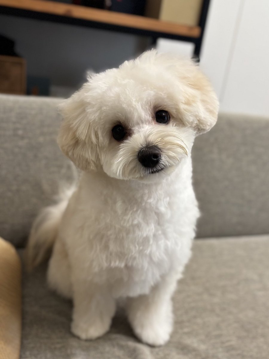 でめこ tweet media