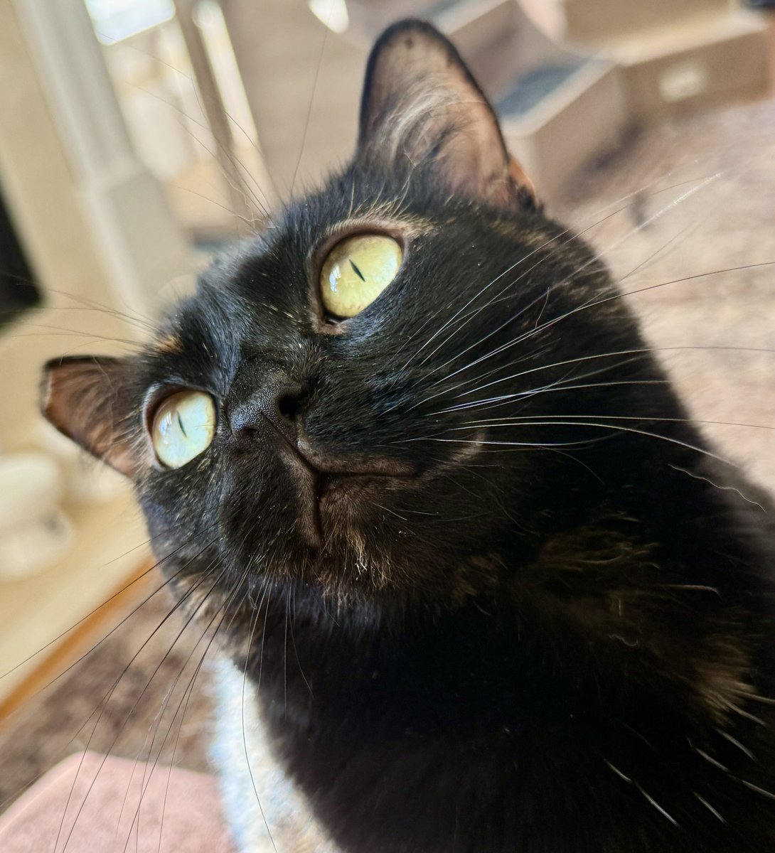 For the love of Missy. tweet media