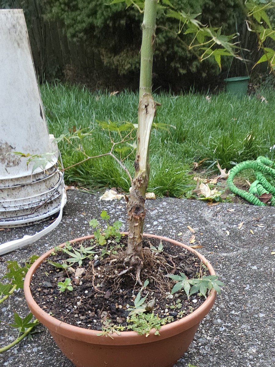 seththerabbit's tweet photo. The mother-tree of the cuttings took heavy damage from an unknown animal. She has been slow to put out leaves, but remains resilient. The wound looks unsightly due to the weathered cut paste that keeps fungus and mold out. She will get a deeper pot to aid in recovery https://t.co/UaiIaHuwAV