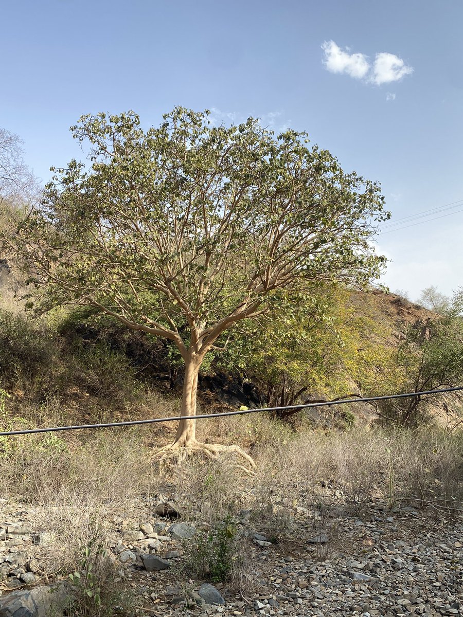 محمد الغزواني tweet media